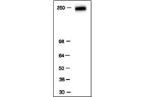 RNA pol II antibody tested by Western blot. (POLR2F Antikörper)