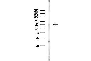 anti-Spermatogenic Leucine Zipper 1 (SPZ1) (Internal Region) antibody