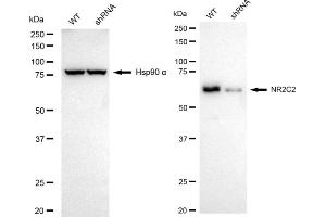 Western blotting analysis using NR2C2 antibody (ABIN7799652).