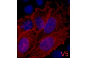 Immunofluorescence staining of 293 cells transfected with a V5-tag protein using antibody (Red) and DAPI (Blue). (V5 Epitope Tag Antikörper)