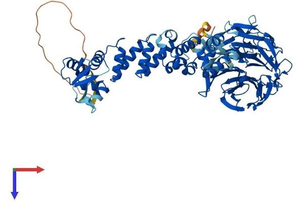 KLHL6 Protein (AA 1-619) (His tag)