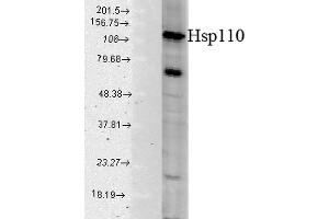 Western blot analysis of Human Cell line lysates showing detection of HSP110 protein using Rabbit Anti-HSP110 Polyclonal Antibody .