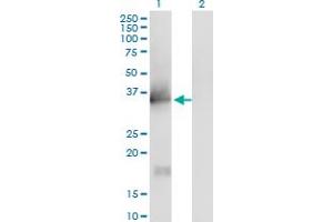 Western Blot analysis of IL1A expression in transfected 293T cell line by IL1A monoclonal antibody (M01), clone 4B8. (IL1A Antikörper  (AA 172-271))