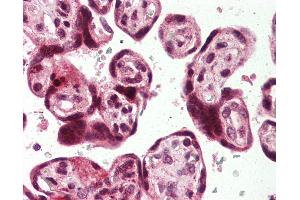 Anti-USP2 antibody IHC of human placenta.