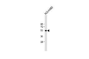 Anti-T Antibody (N-term) at 1:2000 dilution + NCI- whole cell lysate Lysates/proteins at 20 μg per lane. (T Antigen (AA 15-43), (N-Term) Antikörper)