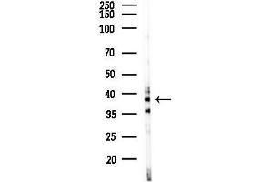 Western blot analysis of lysates from Rat testis, using Wnt7a Antibody at 1/1000 dilution.
