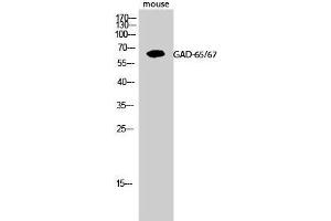 Western Blot (WB) analysis of Mouse cells using GAD-65/67 Polyclonal Antibody. (GAD65+GAD67 (C-Term) Antikörper)