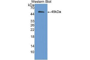 Western blot analysis of the recombinant protein. (MSE Antikörper  (AA 3-434))