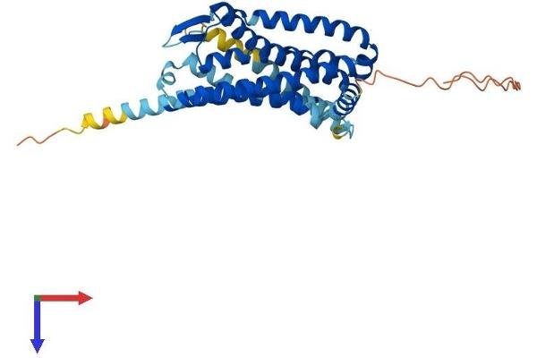 CXCR6 Protein (AA 1-342) (His tag)