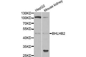 Western blot analysis of extracts of various cell lines, using BHLHE40 antibody (ABIN5973918) at 1/1000 dilution. (BHLHE40 Antikörper)