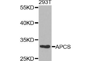 Western blot analysis of extracts of 293T cells, using APCS antibody (ABIN5971040) at 1/1000 dilution.