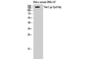 Western Blotting (WB) image for anti-Neurotrophic tyrosine Kinase, Receptor, Type 3 (NTRK3) (pTyr516) antibody (ABIN3173320) (NTRK3 Antikörper  (pTyr516))