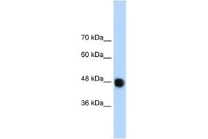 WB Suggested Anti-DAZAP1 Antibody Titration:  1. (DAZAP1 Antikörper  (C-Term))