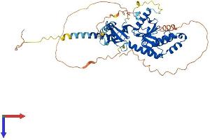 CACNB3 Protein (AA 1-484) (His tag)