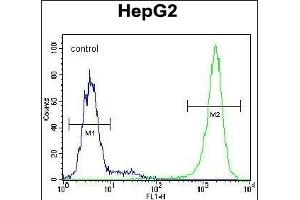 TIGD3 Antibody (C-term) (ABIN654995 and ABIN2844630) flow cytometric analysis of HepG2 cells (right histogram) compared to a negative control cell (left histogram). (TIGD3 Antikörper  (C-Term))