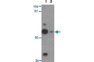 Western blot analysis of TEKT5 in NIH/3T3 cell lysate with TEKT5 polyclonal antibody  at 0. (TEKT5 Antikörper  (Internal Region))