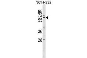 ZNF350 Antibody (Center) western blot analysis in NCI-H292 cell line lysates (35 µg/lane). (ZNF350 Antikörper  (Middle Region))