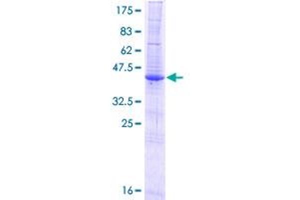 NDOR1 Protein (AA 1-201) (GST tag)