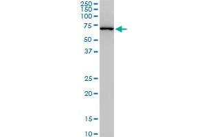 NEDD1 monoclonal antibody (M07), clone 3H7. (NEDD1 Antikörper  (AA 561-660))