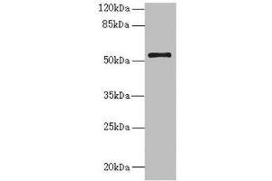 Western blot All lanes: NLE1 antibody at 1. (NLE1 Antikörper  (AA 206-485))