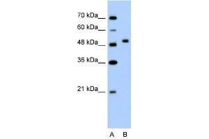 anti-FLJ14213 (N-Term) antibody