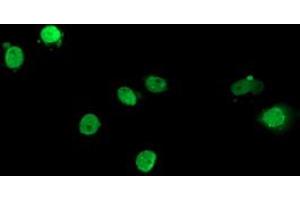 Anti-ELK3 mouse monoclonal antibody (ABIN2455035) immunofluorescent staining of COS7 cells transiently transfected by pCMV6-ENTRY ELK3 (RC203114). (ELK3 Antikörper)