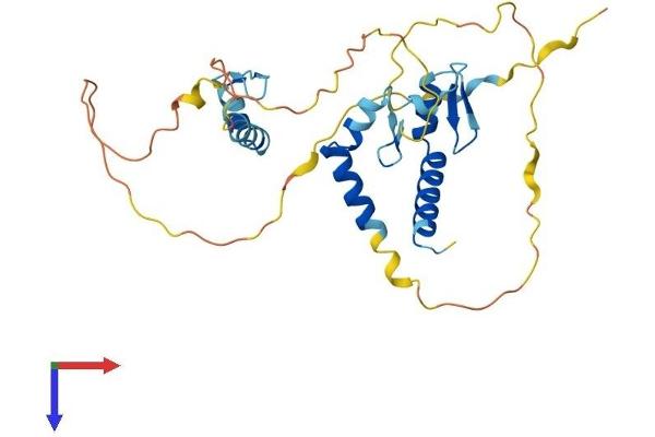ZMAT3 Protein (AA 1-289) (His tag)