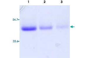 Lane 1 to 3: TNFRSF10A (Human) Recombinant Protein with Fc (2000 ng, 1000 ng, 500 ng per lane).