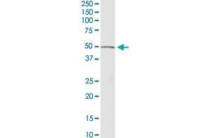 ACADM MaxPab rabbit polyclonal antibody. (Medium-Chain Specific Acyl-CoA Dehydrogenase, Mitochondrial (MCAD) (AA 1-421) Antikörper)