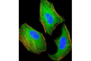 Fluorescent image of Hela cell stained with TSC2 Antibody (ABIN1539797 and ABIN2843773)/SG110509. (Tuberin Antikörper)