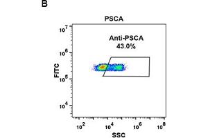 Flow Cytometry (FACS) image for anti-Prostate Stem Cell Antigen (PSCA) (AA 12-86) antibody (ABIN7092888) (PSCA Antikörper  (AA 12-86))