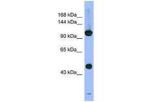 Western Blotting (WB) image for anti-Proteasome (Prosome, Macropain) 26S Subunit, Non-ATPase, 1 (PSMD1) (N-Term) antibody (ABIN2786724)