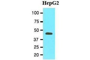 Western Blotting (WB) image for anti-Methionine Adenosyltransferase II, alpha (MAT2A) (AA 1-395), (N-Term) antibody (ABIN356234) (MAT2A Antikörper  (N-Term))