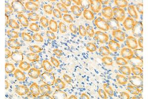 ABIN6262020 and ABIN6279472 at 1/100 staining Rat kidney tissue by IHC-P. (GNG4 Antikörper  (N-Term))