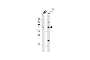 All lanes : Anti-E2F2 Antibody (Center) at 1:2000 dilution Lane 1: Hela whole cell lysates Lane 2: HepG2 whole cell lysates Lysates/proteins at 20 μg per lane.