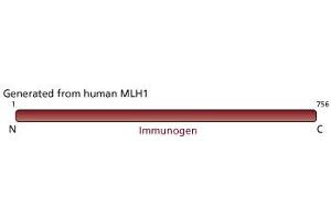 Image no. 3 for anti-MutL Homolog 1 (MLH1) antibody (ABIN967392) (MLH1 Antikörper)