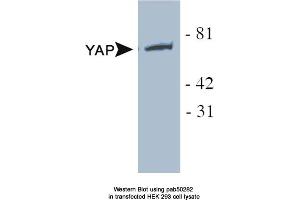 Image no. 1 for anti-Yes-Associated Protein 1 (YAP1) antibody (ABIN363591) (YAP1 Antikörper)