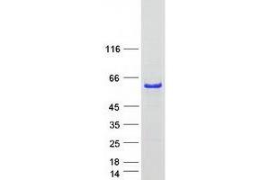 Western Blotting (WB) image for Activity-Regulated Cytoskeleton-Associated Protein (Arc) (Arg3) protein (Myc-DYKDDDDK Tag) (ABIN2714858)