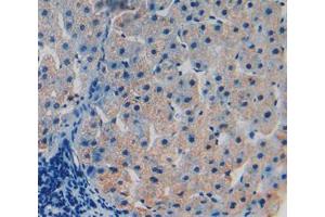 IHC-P analysis of liver tissue, with DAB staining. (TOR1B Antikörper  (AA 98-327))