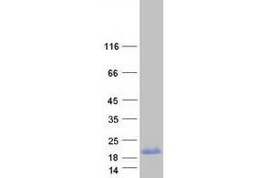 Validation with Western Blot (PPP1R1C Protein (Myc-DYKDDDDK Tag))