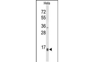 Western blot analysis of NPW Antibody in Hela cell line lysates (35ug/lane) (NPW Antikörper  (C-Term))