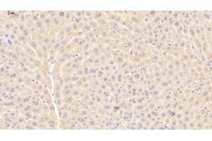 Detection of a1BG in Mouse Liver Tissue using Polyclonal Antibody to Alpha-1-B-Glycoprotein (a1BG) (A1BG Antikörper  (AA 22-219))