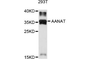 Western blot analysis of extracts of 293T cells, using AANAT antibody (ABIN4902802) at 1:1000 dilution. (AANAT Antikörper)