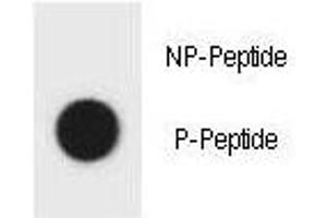 Dot blot analysis of phospho-TSC1 antibody.