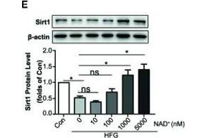 Western Blotting (WB) image for anti-Sirtuin 1 (SIRT1) (AA 448-747) antibody (ABIN6147784)