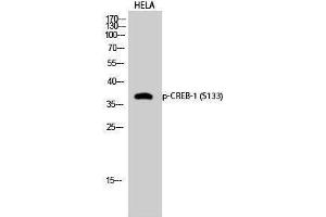 Western Blotting (WB) image for anti-cAMP Responsive Element Binding Protein 1 (CREB1) (pSer133) antibody (ABIN3181974)