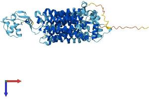 SLC22A2 Protein (AA 1-553) (His tag)