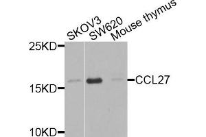 Western blot analysis of extracts of various cells, using CCL27 antibody.