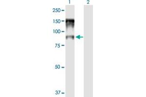 Western Blot analysis of NCBP1 expression in transfected 293T cell line by NCBP1 MaxPab polyclonal antibody. (NCBP1 Antikörper  (AA 1-790))