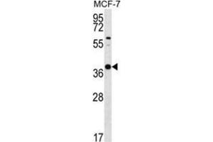 YIF1B Antibody (N-term) western blot analysis in MCF-7 cell line lysates (35 µg/lane). (YIF1B Antikörper  (N-Term))